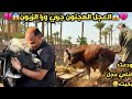 العجل المجنون اشرس عجل جري ورا الزبون ودعت اغلي عجل عندي فالمزرعة بكيت من قلبي يا تري علي فين 