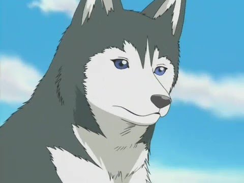 Massugu Ni Ikou - Gen the Siberian Husky
