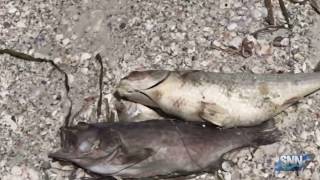 SNN: Anna Maria Island business owners preventing red tide results on shore