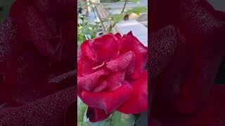 Rose With Morning Dew.