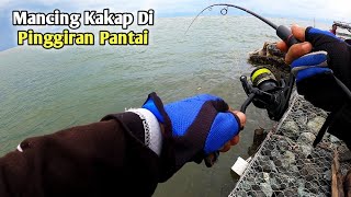 Mancing Kakap Putih Di Pinggiran Pantai  Umpan Udang Hidup