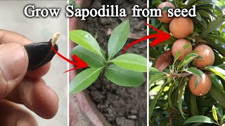 সফেদা বীজ থেকে চারা | How to grow chikoo/Sapodilla/ Sapota plant from seed screenshot 5