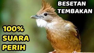 MASTERAN BURUNG GACOR | SUARA KAPAS TEMBAK PADA WAKTU PAGI HARI SUBUH