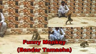Bandar ka khel Tamasha | Monkey Funny Video | Street funny bandar | Funny Monkey Excierses