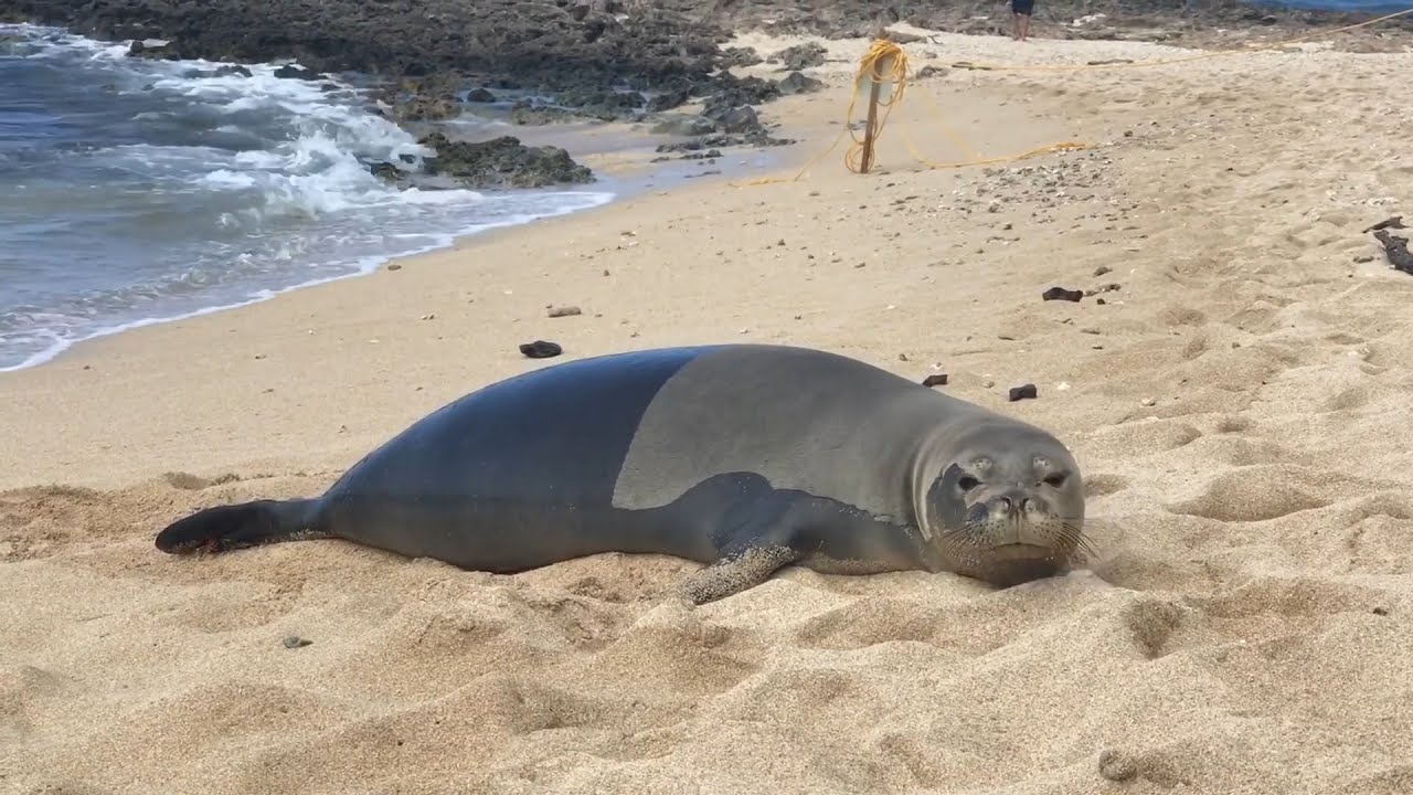 🤙😳FOCA SE TIRA PEDO DESPUES DE MIRARME DIRECTAMENTE😳🤙