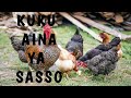 Namna Ya Kufuga Kuku Aina Ya SASSO