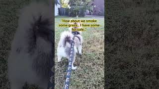 Puppy JUST SAYS NO to the street cat #goodboy #drugfree #rocky #rockyraccoon #streetcat #housedog