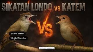 Masteran burung sikatan londo vs kapas tembak #masteranburung #sikatanlondo #kapastembak