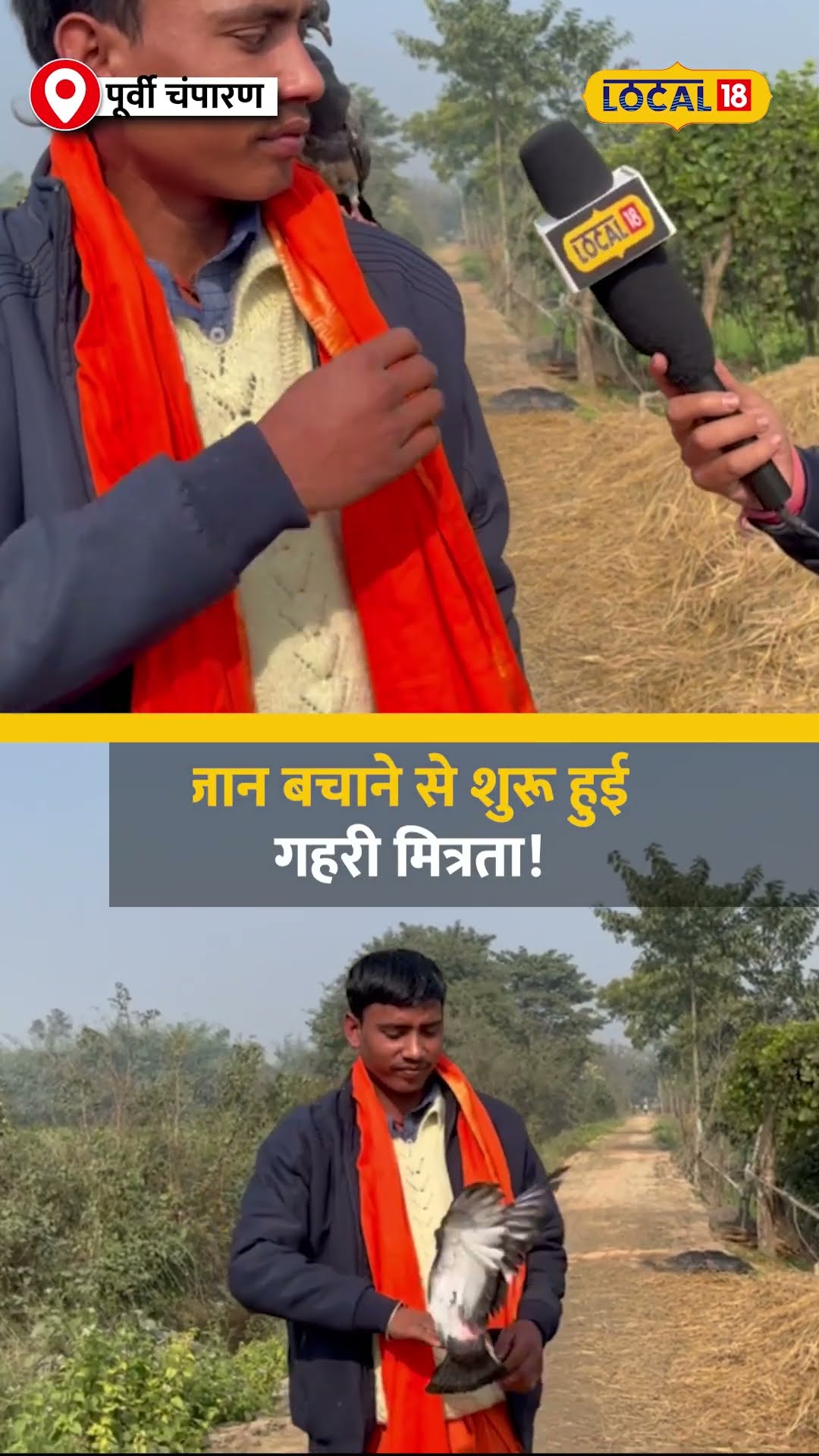 कबूतर और इंसान की अनोखी दोस्ती, जान बचाने से शुरू हुई गहरी मित्रता! #local18shorts
