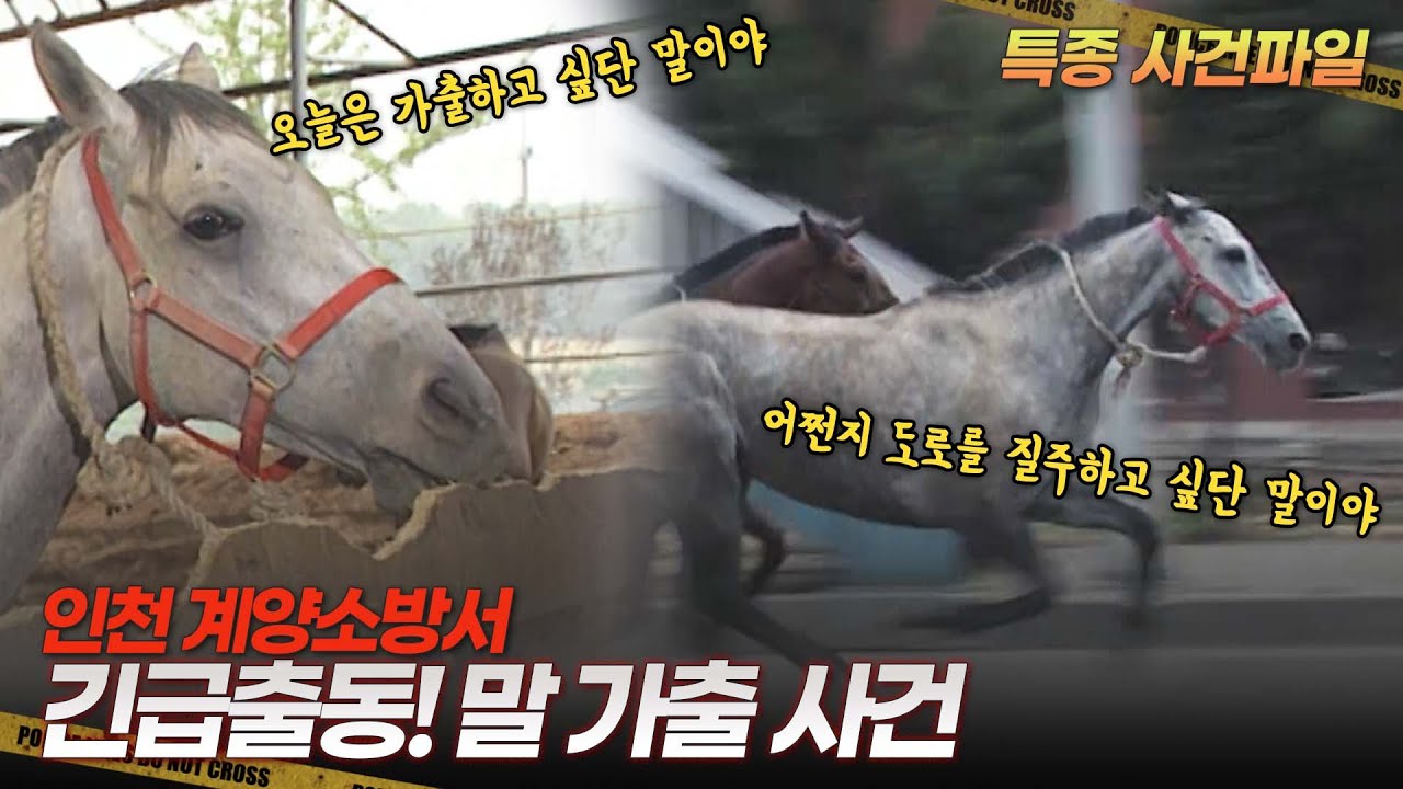 [기막힌 클립] 긴급출동! 말 잡아라![특종 사건파일] | KBS 20010627 방송