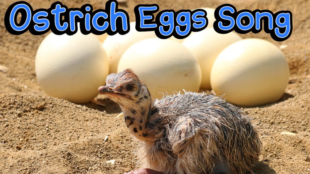 I Love Ostrich Eggs Song (The Ostrich Song Lyrics) YouTube