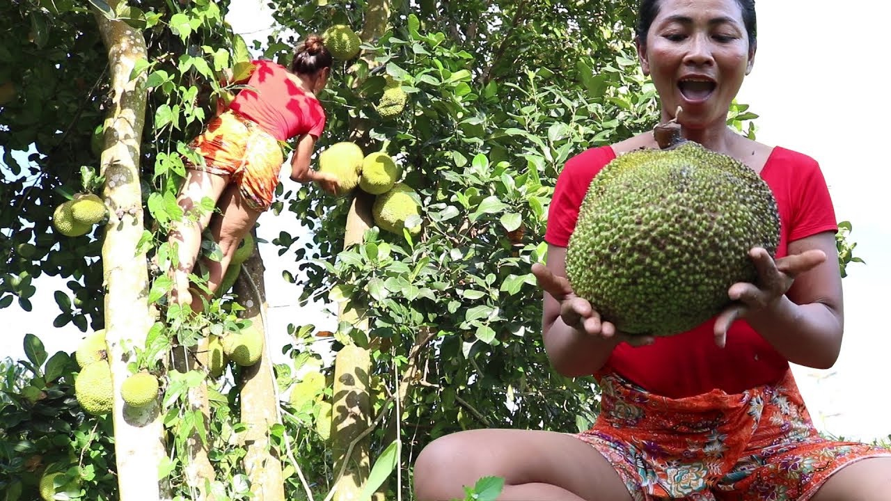 survival time small cell carcinoma bladder Survival skills: Finding Natural jackfruit in Wild for Food - Ripe jackfruit eating delicious