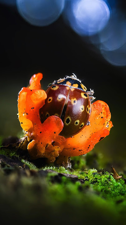 Macro Photography Lighting: Life Cycle #macrophotographyideas