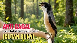 SUARA CENDET GACOR ISIAN ALAM || ANTI GAGAL efektif bikin cendet malaspun  langsung ikutan bunyi