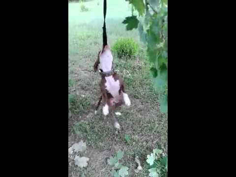 pit bull training petco hours