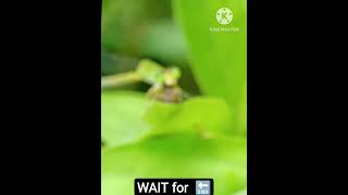 the dragonfly eating a small  spider 🕷️😱😱🙏🔥🔥🔥 #dragonfly #eating #spider