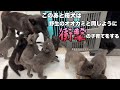 オオカミの血が濃い母犬の子育ては衝撃的だった