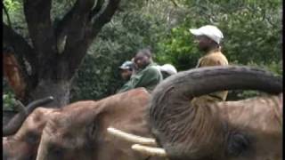 Elaine Irvin African Elephants .Wmv