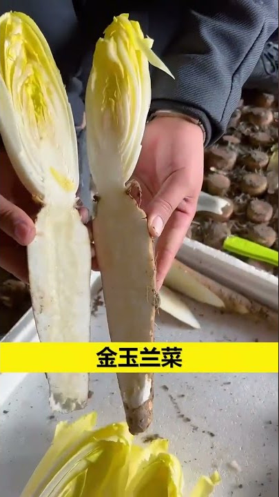 金玉兰 的 蔬菜 见过？？ ， 丰富 ， 口感 脆。 它 就是 # 金玉兰 菜 # 蔬菜 种植 # 农业 种植 就是#shorts