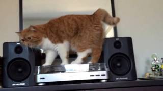 Exotic shorthair cat walking around record player looking in mirror and meowing (cute)