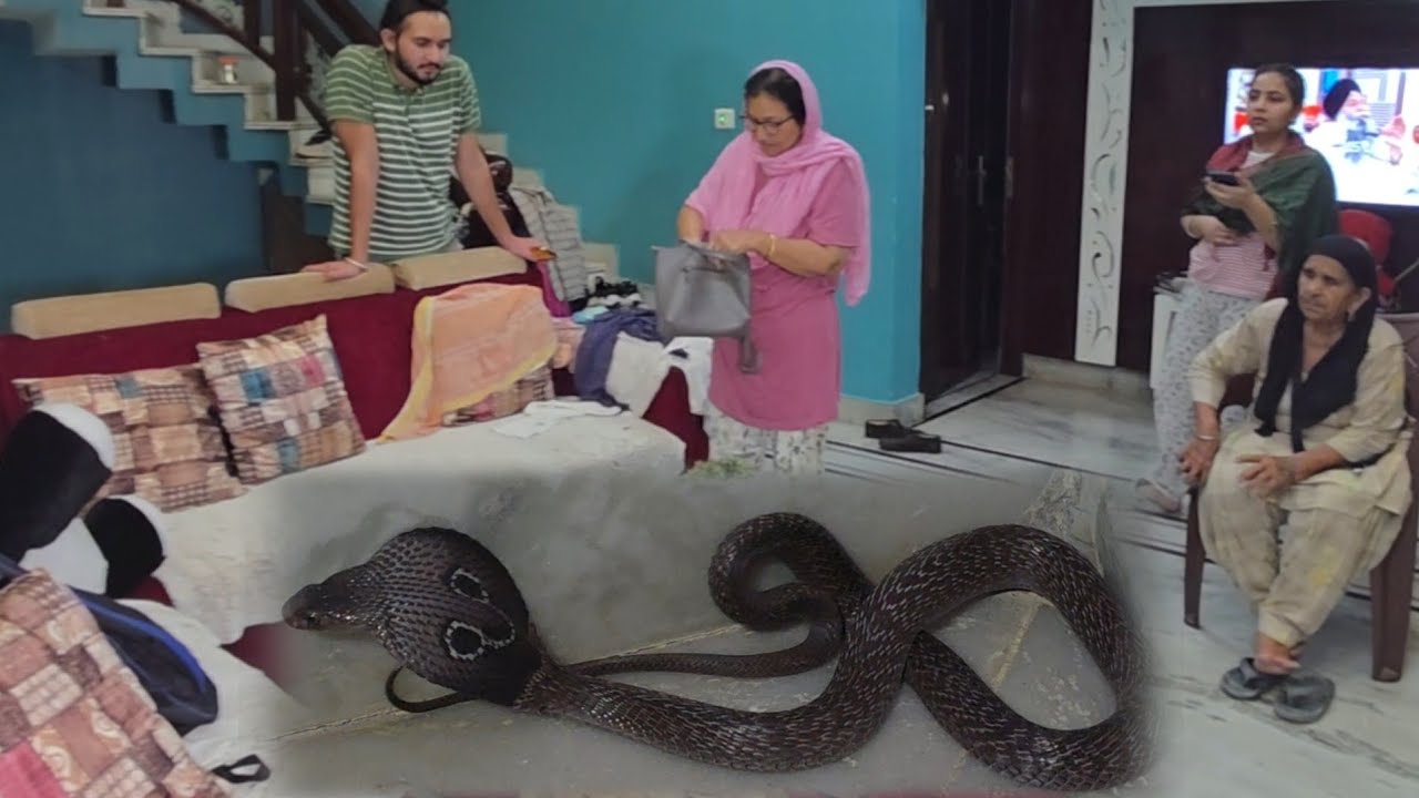 एक सप्ताह से आलीशान घर मे घूम रहा कोबरा ///स्नेकमैन सतीश फफड़ाना 9255130130
