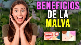 LA MALVA | EL SECRETO PARA MEJORAR TU SALUD QUE TE SORPRENDERÁ