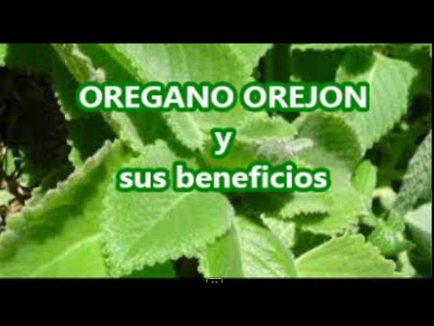 Oregano Orejon Origen Propiedades Caracteristicas Y Mucho Mas