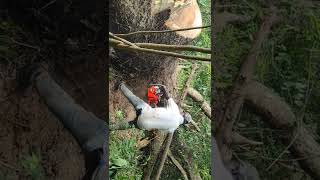 The power  Echo 1201 Godzilla chainsaw