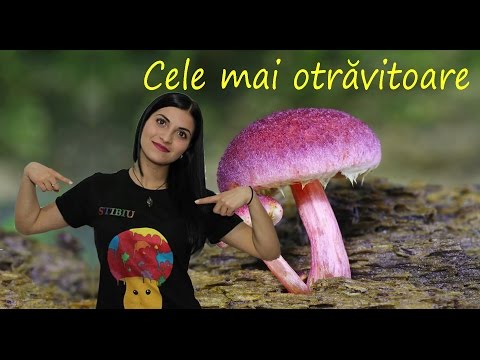 Antimony Science - Cele mai otravitoare ciuperci din Romania