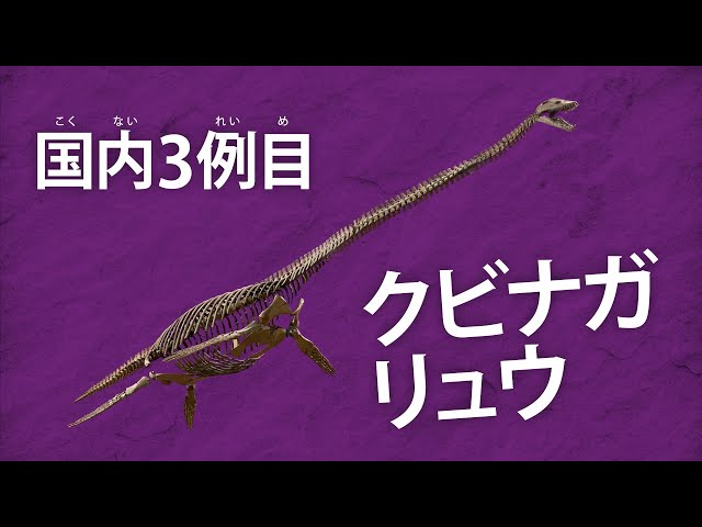 国産化石 北海道小平 ２５１０１２－7 恐竜・化石大陸 北海道（小平町Ver) - YouTube