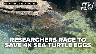Researchers racing to save 4,000+ sea turtle eggs from Treasure Coast beach construction