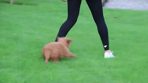 Miniature Goldendoodle Puppies For Sale John & Eli...