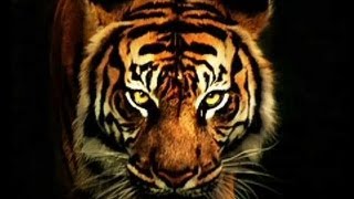 "EYE OF THE TIGER" ~ Juan's powerful final cross with Jodi Arias
