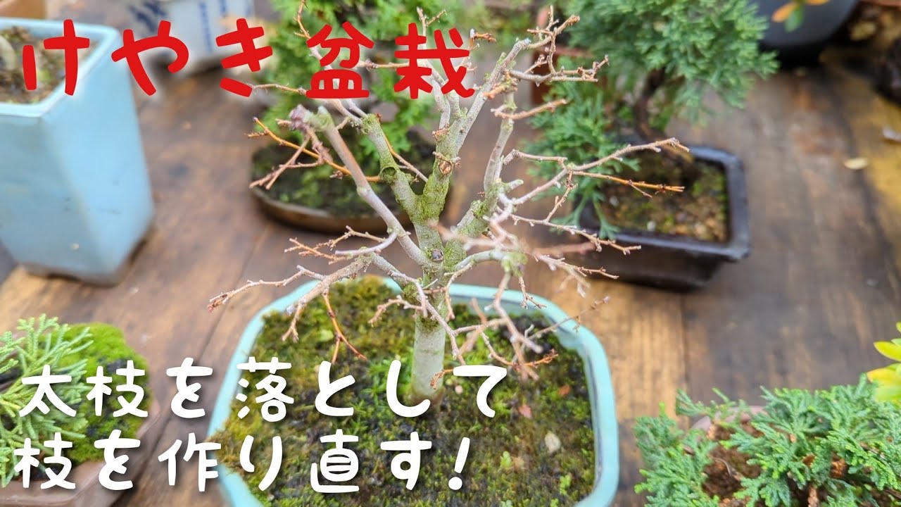 けやき盆栽太枝を落として枝を作り直す! - YouTube
