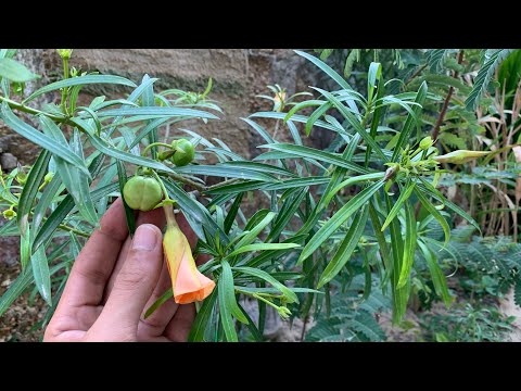 حبن أصفر نبات زينة رائع مزهر ومعمر ودائم الخضرة ومتحمل لأسوأ الظروف المناخية ولا يحتاج آي رعاية