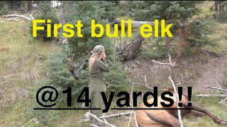 New Mexico Elk Hunt 2024 First Bull With A Bow I Rut Feast Two Big Bulls Down