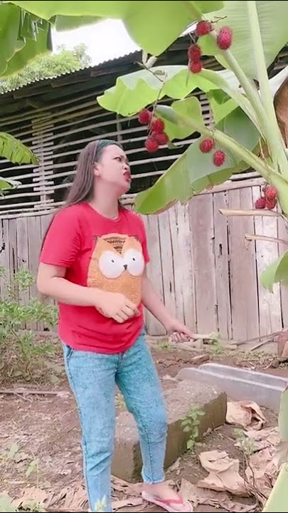 POHON PISANG BERBUAH RAMBUTAN #ngeshortduluyuk