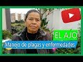 Insecticida casero para plantas con AJO - súper Efectivo