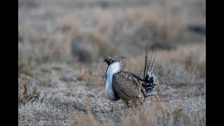 Sage grouse strutting / Токование полынного тетерева