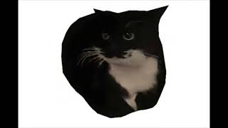 Maxwell The Spinning Cat But With Low Quality Kiss Of Death