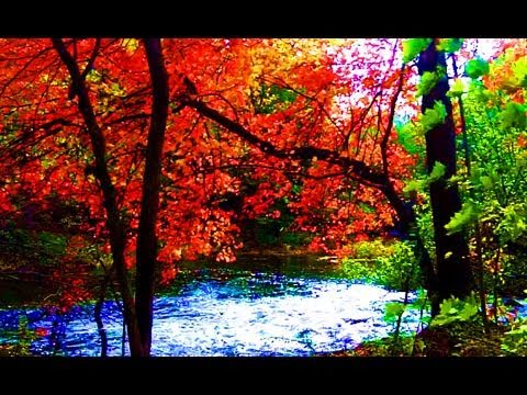 Relaxing Nature Scenes - Relaxing Rain On a Metal Roof (1 Hour Long) To help you fall asleep