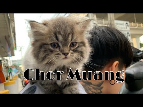 ลูกแมวเปอร์เซียสุดเรียบร้อย ''ช่อม่วง''