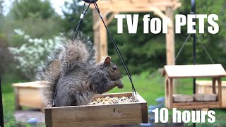 Saturday Morning Cartoons for Pets  10 Hour Backyard Birds and Squirrels Edition  May 11, 2024