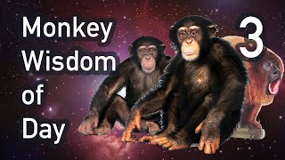 Monkey Wisdom of Day 3 (AWE-INSPIRING)