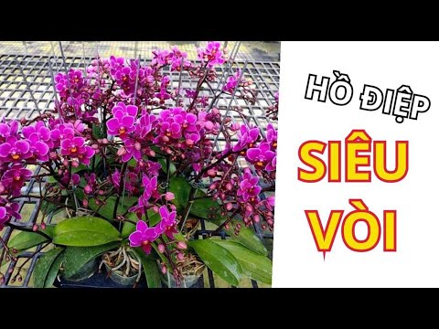 Video HỒ ĐIỆP MINI 2 VÒI , PENSODA CHUỐI - youtube