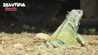 Iguana Walking With Style