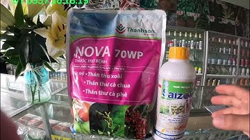 Thuốc đặc trị nấm thán thư,thối cuống,rụng quả hàng loạt trên cây cà phê mùa mưa#thuocbvtv#caycaphe