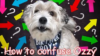 How to confuse Ozzy