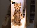 Dancing cat Funny Dance🪩🩰 #shorts