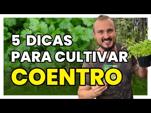 Vídeo: Dicas para cultivar coentro no jardim